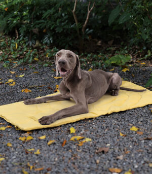 Foldable Waterproof Portable Dog Car Seat Mat Dog Camping Mat